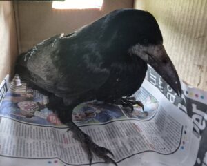 Crow