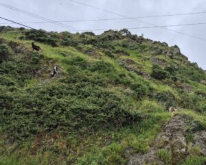 Goat Rescue