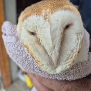 Owl Found