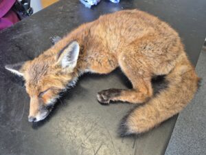 Fox