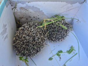 Hedgehog