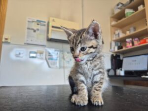 Kitten
