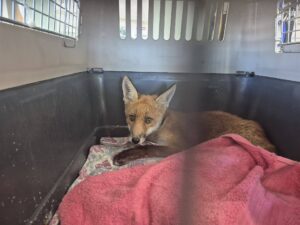 Fox