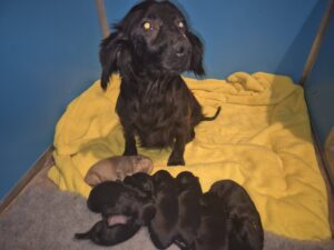 Mam & Pups